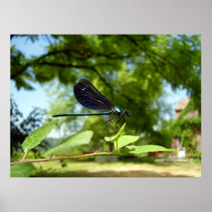 Poster bonito do Demoiselle