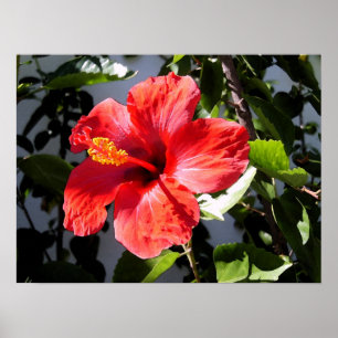 Poster bonito do hibiscus