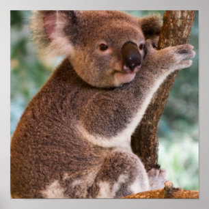 Poster bonito do Koala