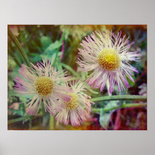 Póster Bonito e rosa