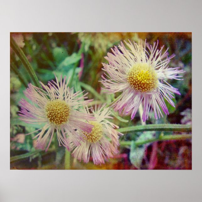 Póster Bonito e rosa (Frente)