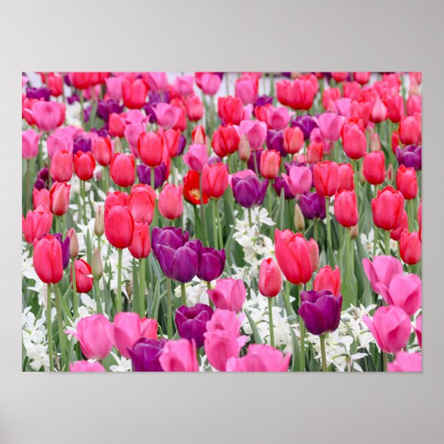 Poster Bonito em Petais Rosa (Frente)