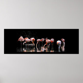 Póster Bonito Flamingo