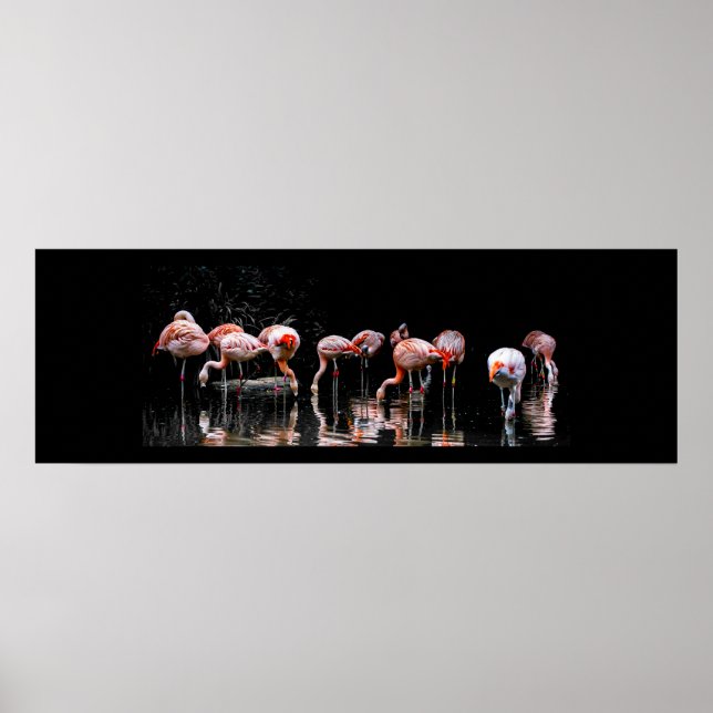 Póster Bonito Flamingo (Frente)