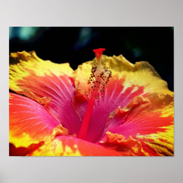 Poster Bonito Flor Hibiscus Feche-Se (Frente)