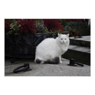 Póster Bonito Gato Branco Em Um Grave