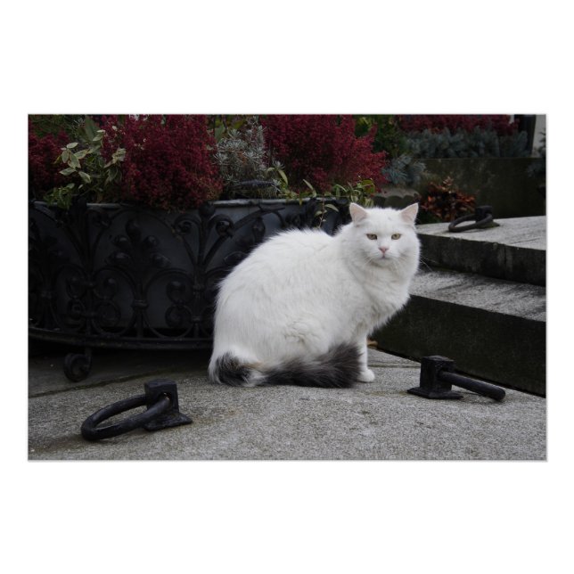 Póster Bonito Gato Branco Em Um Grave (Frente)