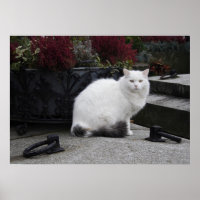 Bonito Gato Branco Em Um Grave