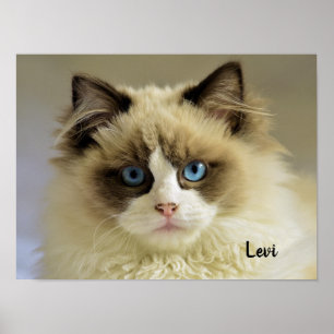 Poster Bonito Gato de Ragdolas com Olhos Azuis