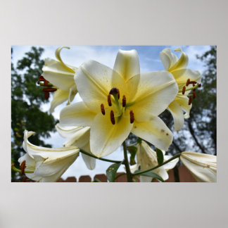 Poster Bonito Lillies