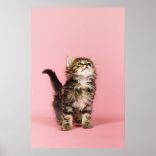 Poster Bonito no gatinho cor-de-rosa