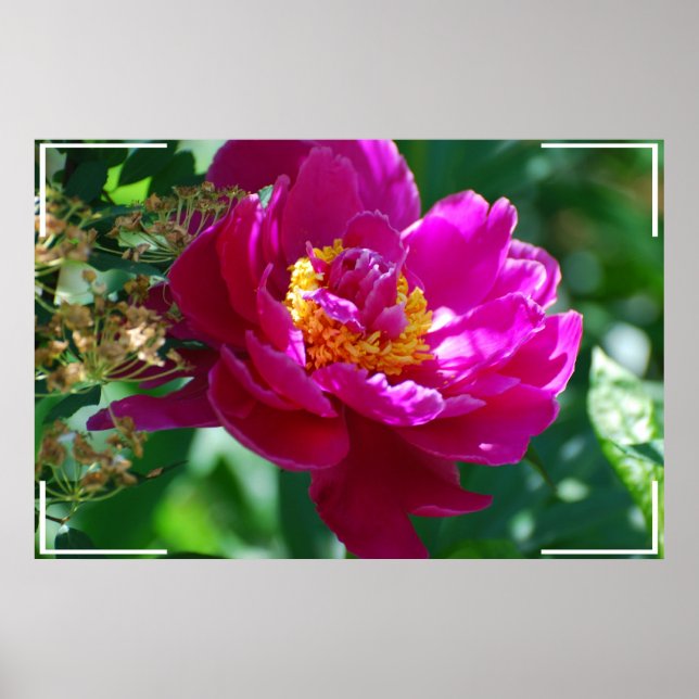 Poster Bonito Peony (Frente)