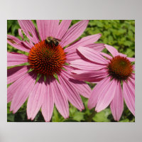 Bonito Pétalas Rosa