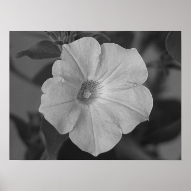 Poster Bonito Petunia Roxa (Frente)