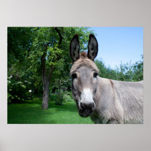 Poster Bonito Retrato Donkey