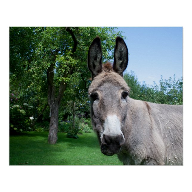 Póster Bonito Retrato Donkey (Frente)