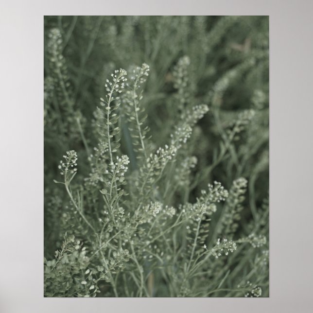 Poster Bonito Sage Green Plant Life na Wild Photo (Frente)