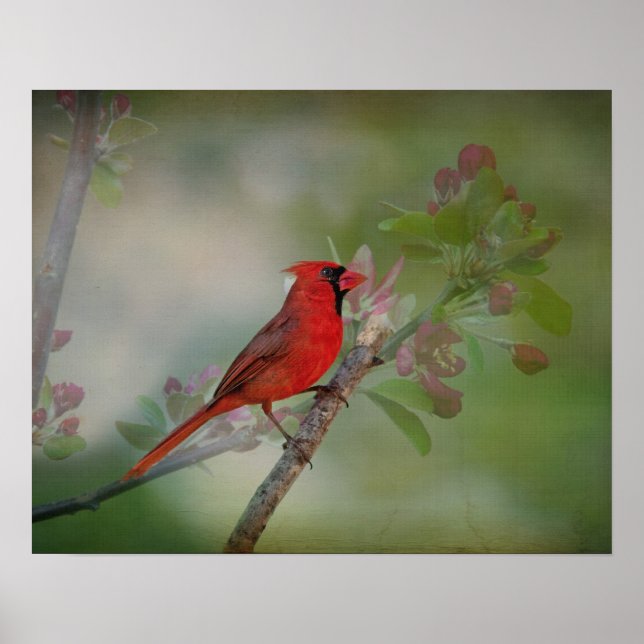 Poster Bonito Sr. Cardinal (Frente)