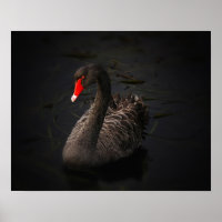 Bonito Swan Negro com Bright Beak Vermelho