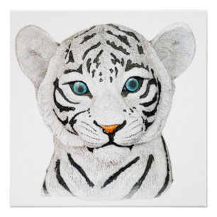 Póster Bonito Tigre Branco Com Olhos Azuis
