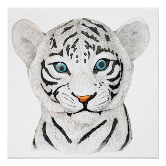 Póster Bonito Tigre Branco Com Olhos Azuis (Frente)