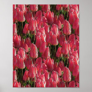 Poster Bonito Tulipas Rosa