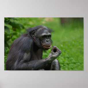 Poster Bonobo Ape Retrato