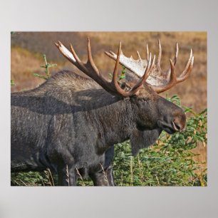 Póster Bons alces de Bull