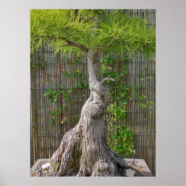 Poster Bonsai Eejit Tree (Frente)