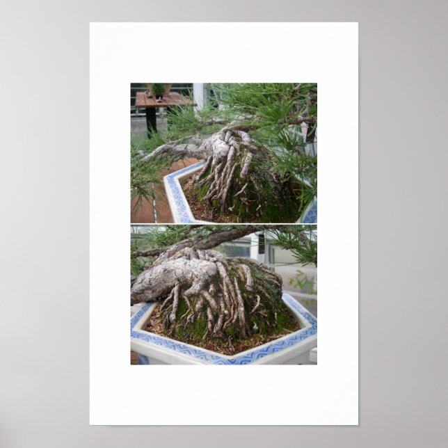 Poster bonsai torto (Frente)