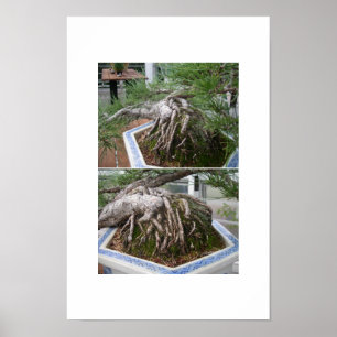 Poster bonsais curvados
