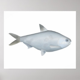 Poster Bony Bream