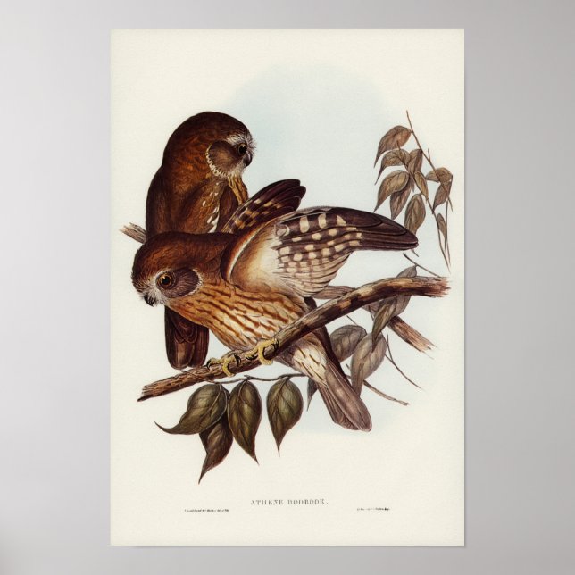 Poster Boobook Owl por Elizabeth Gould (Frente)