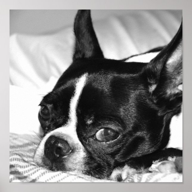 Póster Boohoo (Frente)