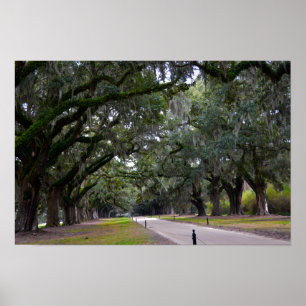 Póster Boone Hall Avenue of Oaks na Carolina do Sul