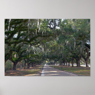 Póster Boone Hall Plantation Avenue of Oaks