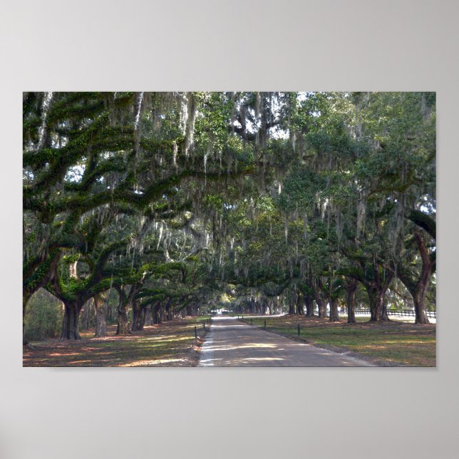 Póster Boone Hall Plantation Avenue of Oaks (Frente)