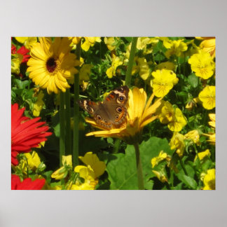 Póster Borboleta