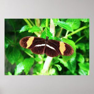 Poster Borboleta