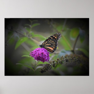 Poster Borboleta,