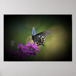 Poster Borboleta, 