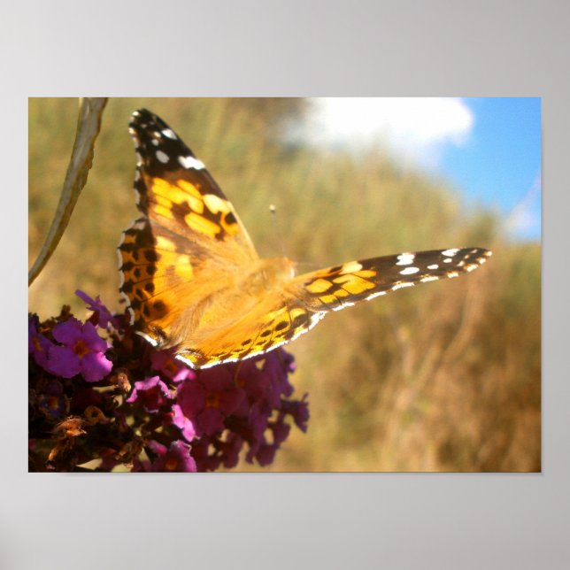 Póster Borboleta. (Frente)