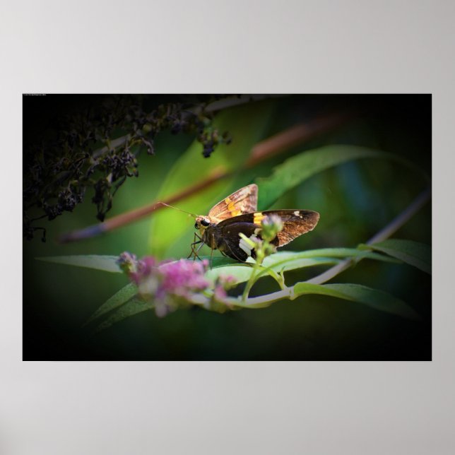 Poster Borboleta, (Frente)