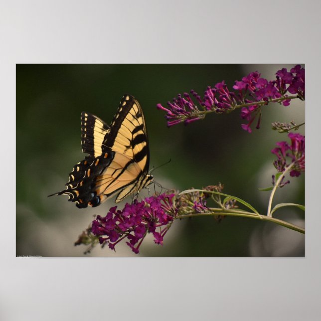 Poster Borboleta, (Frente)