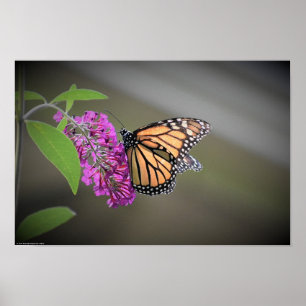 Poster Borboleta,