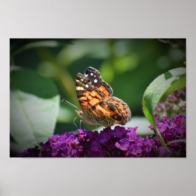 Poster Borboleta, (Frente)