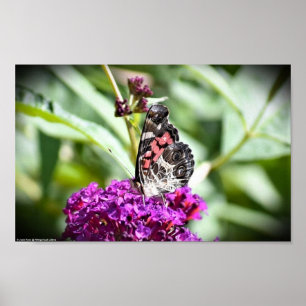 Poster Borboleta,