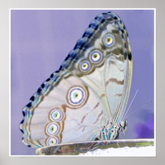 Póster borboleta