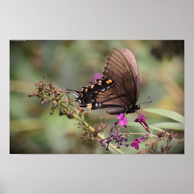 Poster Borboleta, (Frente)