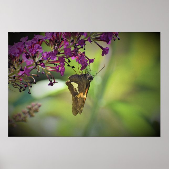 Poster Borboleta, (Frente)